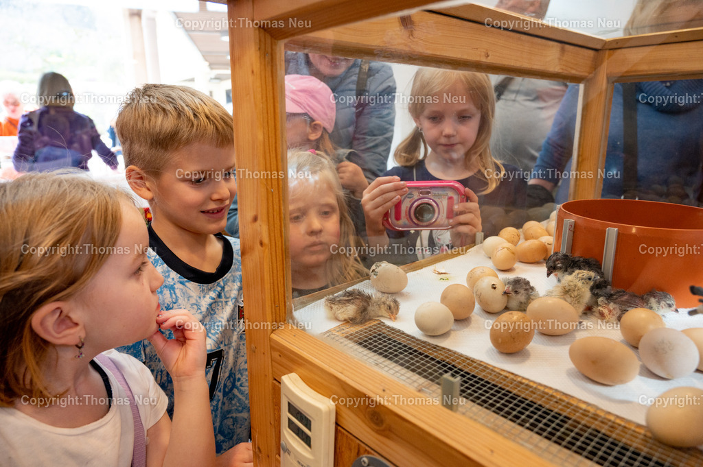 Ostermarkt_Lindenfels__DSC_9688 | bli, Lindenfels, Ostermarkt im und um das Bürgerhaus, ein Magnet waren die Eier im Brutschrank und die friusch geschlüpten Hühnerkücken, ,, Bild: Thomas Neu