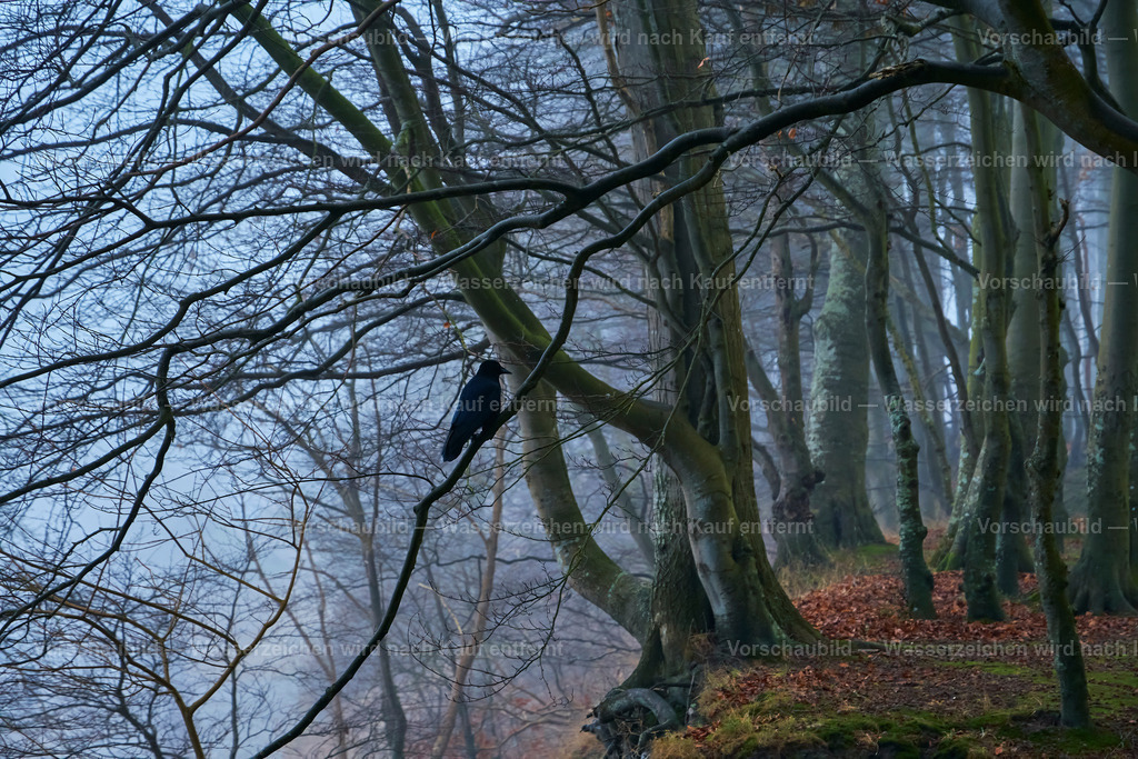 Rabe im Nebelwald | Mystischer Buchenwald an der Ostseeküste - Realisiert mit Pictrs.com