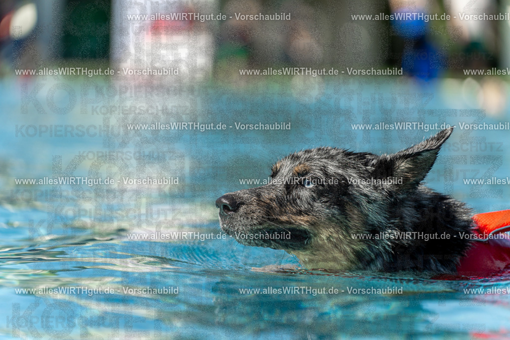 Hundeschwimmen_Volksbad_2026-allesWIRTHgut_Tierfotografie-2609061206-111615-7R500178 | Professionelle Tierfotografie in Mönchengladbach von Daniel Wirth (allesWIRTHgut). Liebevolle & natürliche Bilder von Hunden & Katzen für unvergessliche Erinnerungen.