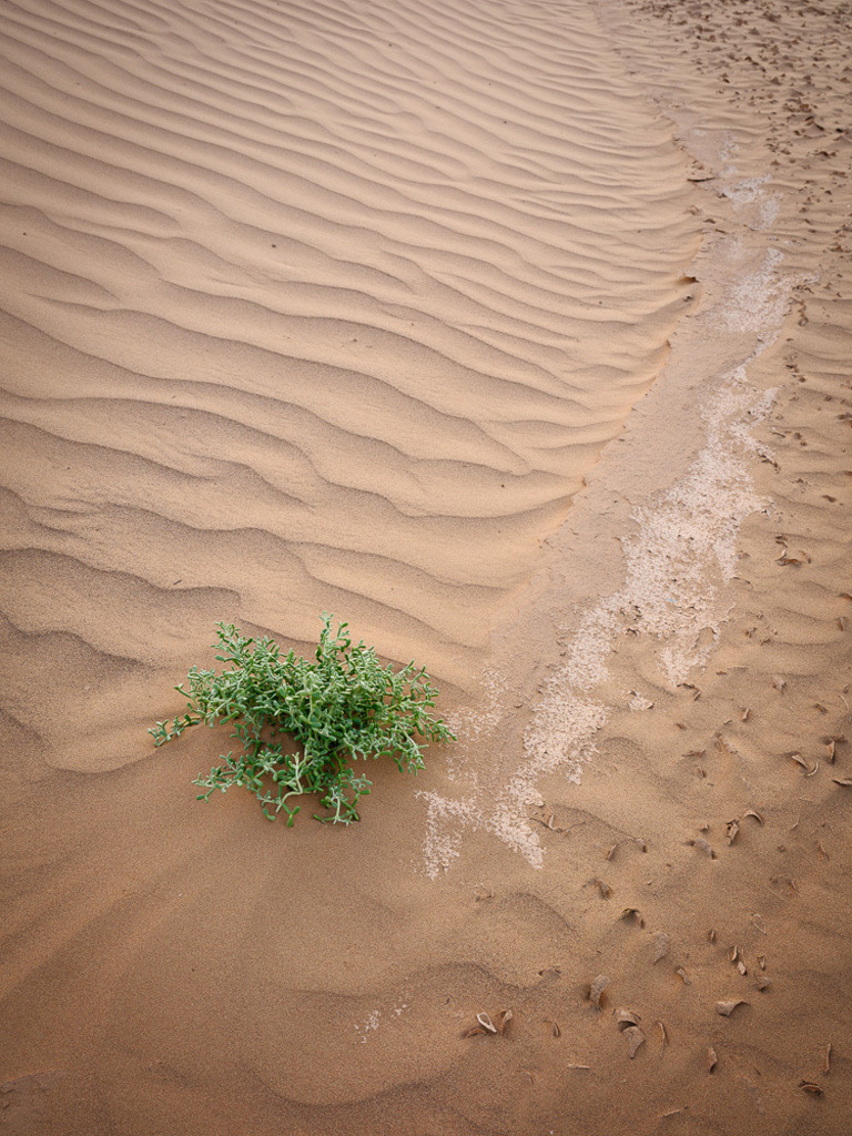 SilvanoPedrett_preview_Desert-41 | silvanopedrett - Realisiert mit Pictrs.com