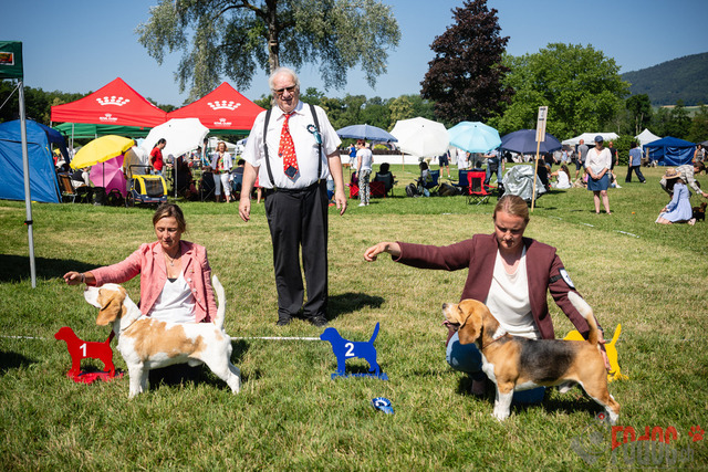Dogshow CACIB Sonntag in Aarau | Dogshow CACIB Sonntag in Aarau. 25.06.2023 Foto: LeoWyden