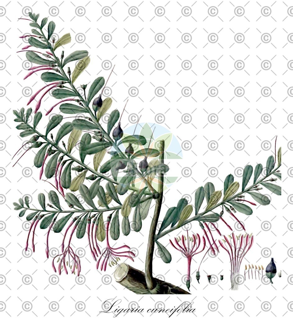 HistAbb_wfo-0000360656_1_ENZY_Simple | Historische Abbildung von Ligaria cuneifolia - Loranthaceae | Historical Illustration of Ligaria cuneifolia - Loranthaceae