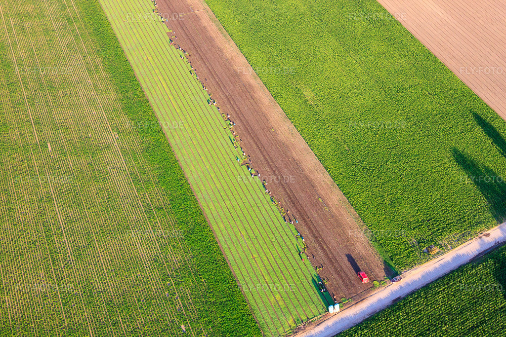 Luftbild: Viele fleissige Hände bei der Salaternte in der Pfalz in Mutterstadt im Bundesland Rheinland-Pfalz in Deutschland. Foto: IMG_69543.jpg vom 04.07.2014 durch Werner Riehm/FLY-FOTO.de