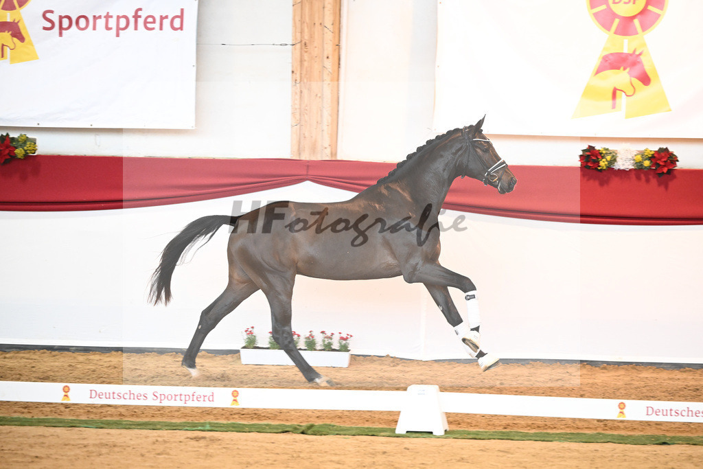 Kat-Nr. 51 Va Bene x Dante Weltino_Bergmann_43230742 | hf-fotografie - Realisiert mit Pictrs.com
