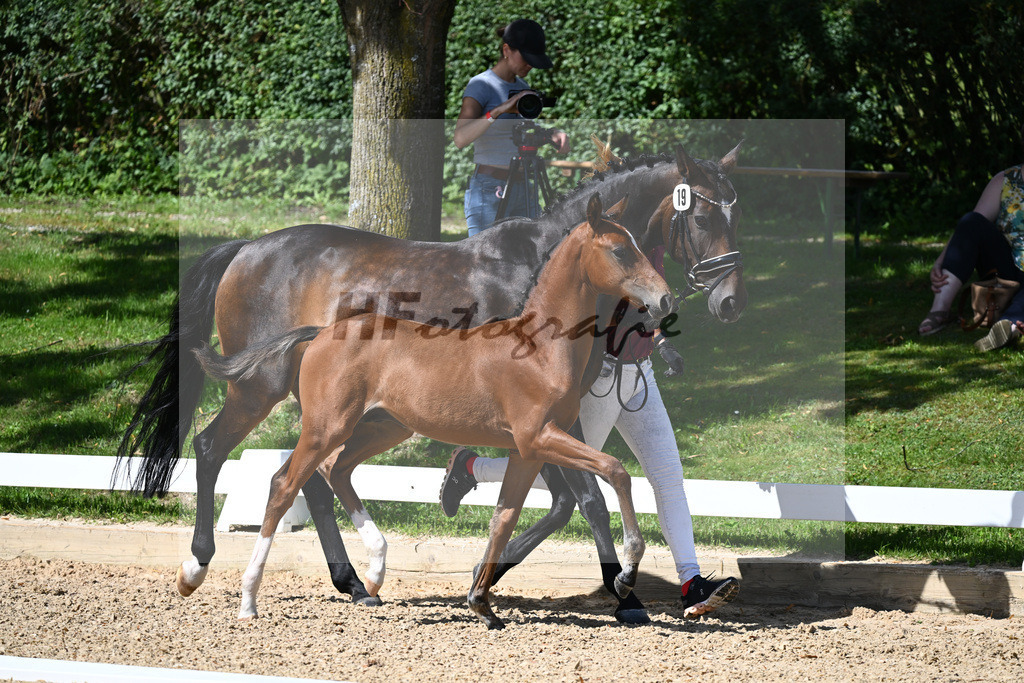 Kat-Nr. 19 HF DSP Va Bene x Rubin Royal_Haegler_27230257 | hf-fotografie - Realisiert mit Pictrs.com
