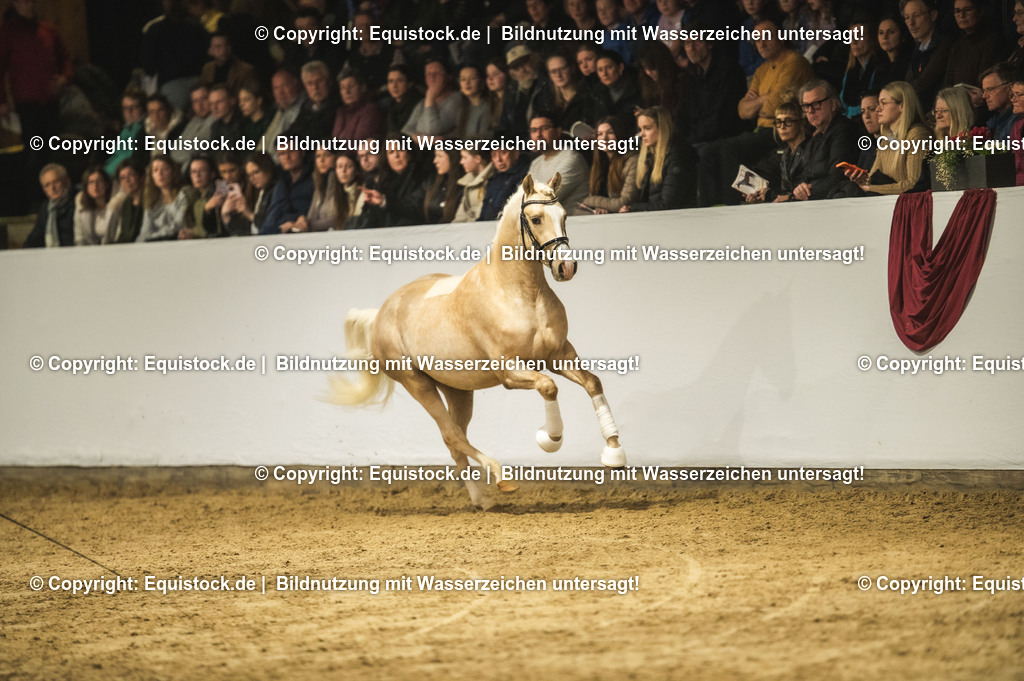 20240302_Hengstvorstellung_Marbach_TOMsPiC_0828 | equistock