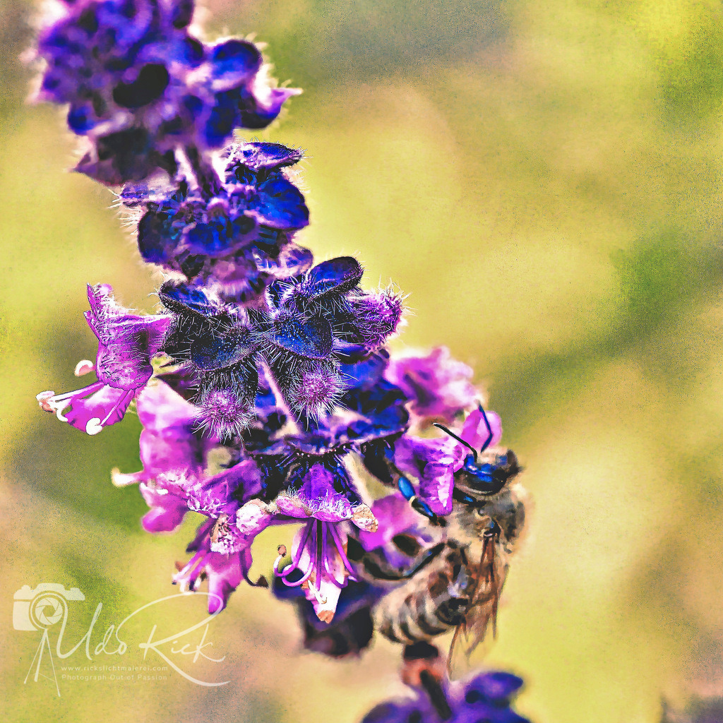 B+BMakro | Entdecken Sie Fotografie aus Leidenschaft: Auftragsfotografie, HD-Fotos, Geschenkartikel aus Ihren Bildern und vieles mehr. Beauftragen Sie uns für besondere Momente!