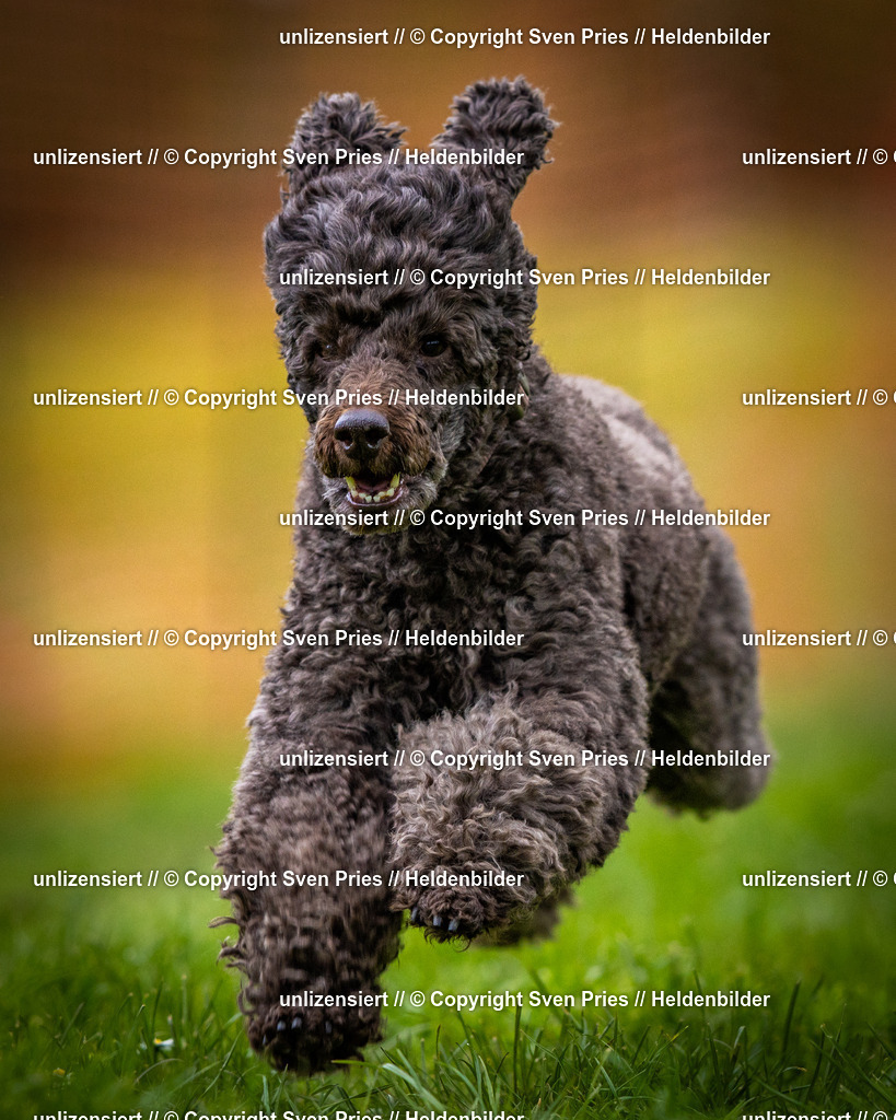 Sven Pries | 2025-04-13 - Hunderennen Baden-Baden - Realisiert mit Pictrs.com