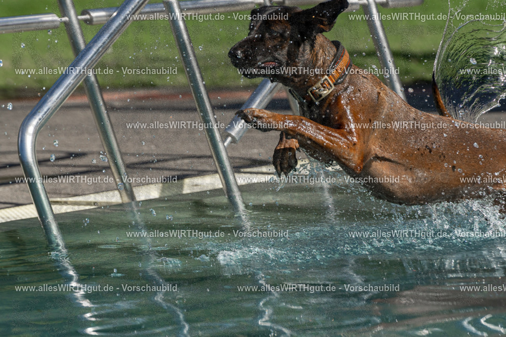 Hundeschwimmen_Volksbad_2026-allesWIRTHgut_Tierfotografie-2609061606-FAY07359 | Professionelle Tierfotografie in Mönchengladbach von Daniel Wirth (allesWIRTHgut). Liebevolle & natürliche Bilder von Hunden & Katzen für unvergessliche Erinnerungen.