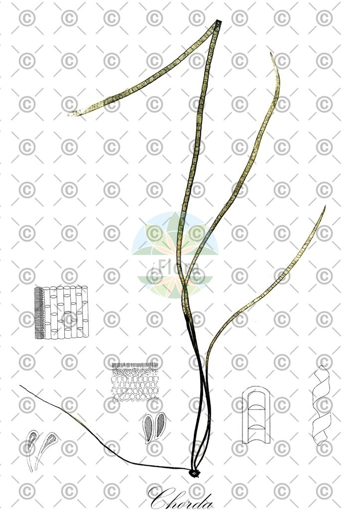 HistAbb_7NSS5_1_ENZY_Simple | Historische Abbildung von Chorda - Chordaceae (0) | Historical Illustration of Chorda - Chordaceae (0)