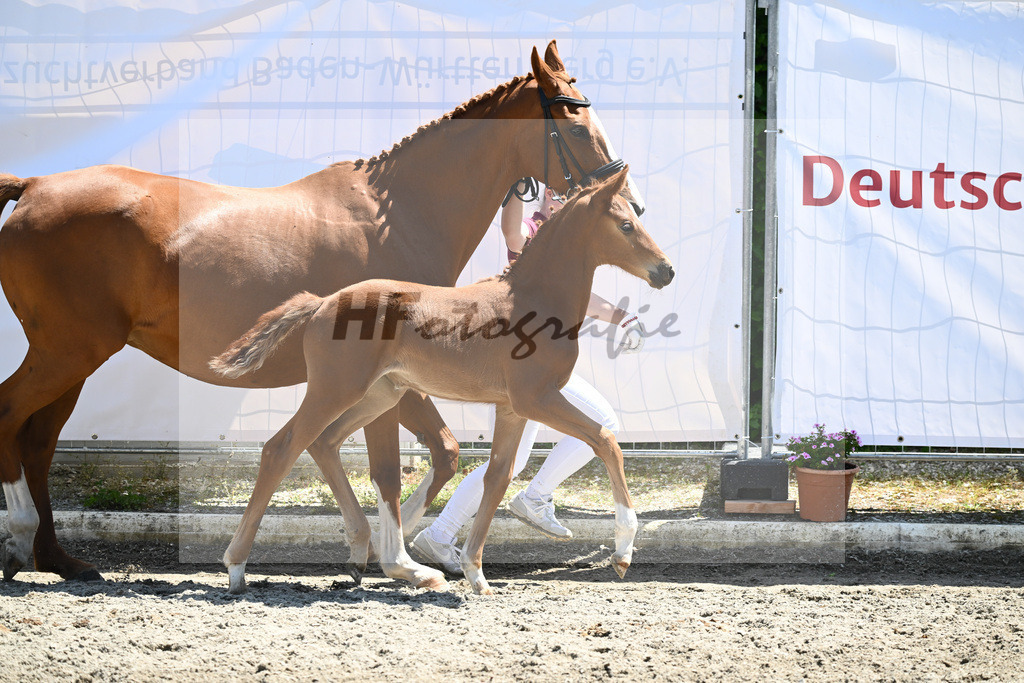 Kat-Nr. 28 SF Vaderland_ZG Weinmann_12230690 | hf-fotografie - Realizzato con Pictrs.com