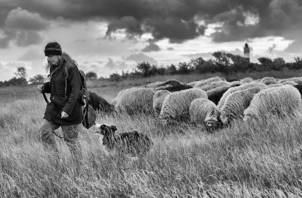 wanderschaefereien-schleswig-holstein-031 | Mit dem Beginn des Herbstes endet die Beweidungssaison auf Sylt. Der Rücktransport der Herde auf das Festland steht bevor. - Realisiert mit Pictrs.com