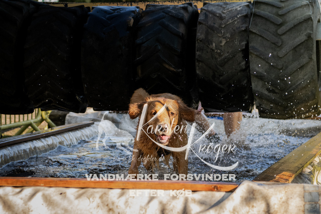 0950_ZZ91991 | kk-dogfotos