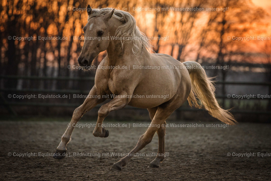 TS_20161221_Pferd_Sonnenuntergang_0005 | Foto: Thomas Hartig