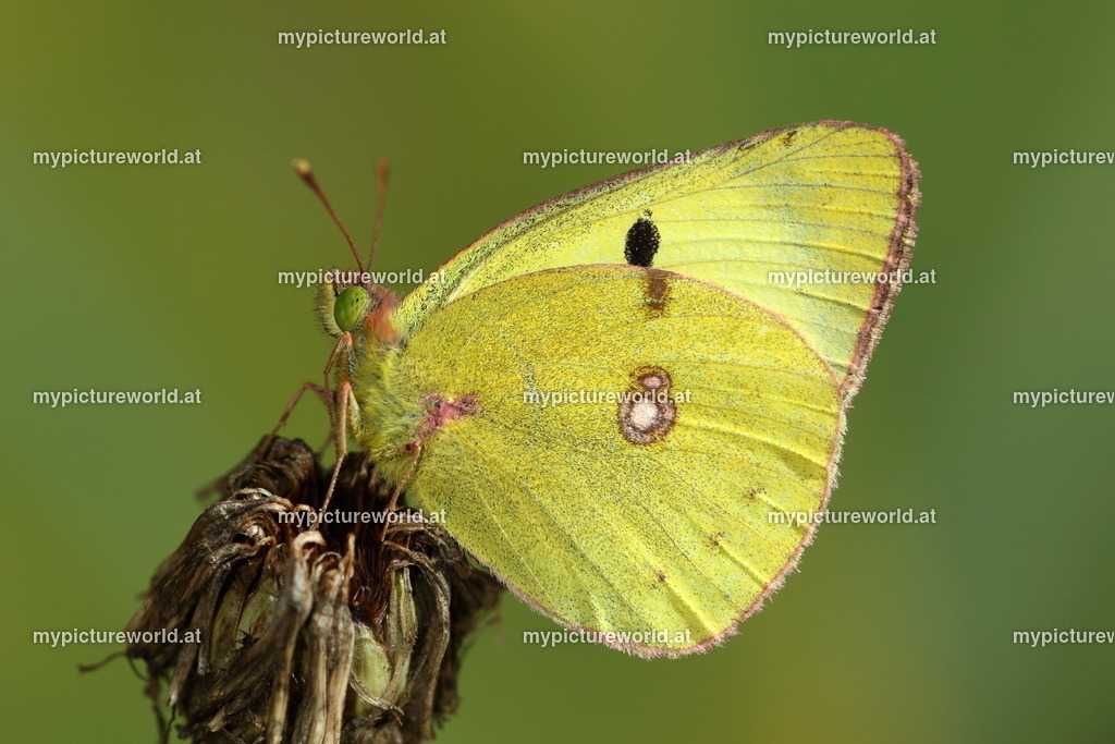 Colias alfaraiensis-006 | Das Bilderarchiv über Tiere, Planzen und Landschaften. In der Bilddatenbank finden Sie ein große Auswahl an hochwertigen Bilder für Ihre Werbung - Realized with Pictrs.com