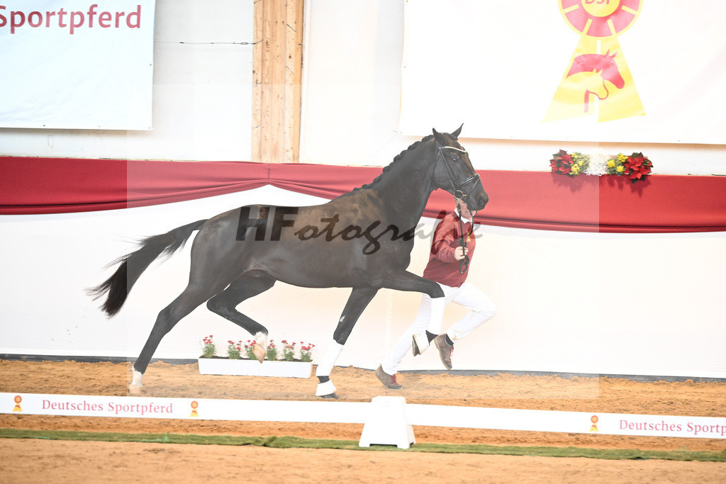 Kat-Nr. 45 Raven x Everdale_Rakelbusch_43230749 | hf-fotografie - Realisiert mit Pictrs.com