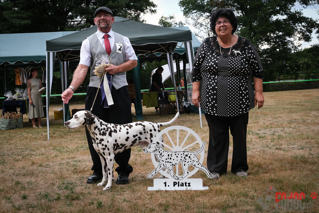Dalmatiner DZGD CDF in Hilden | Dalmatiner, Regionalgruppenausstellung DZGD / CDF) in Hilden. Richterin Margrit Martegani.  in Hilden  04.09.2022 Foto: Leo Wyden