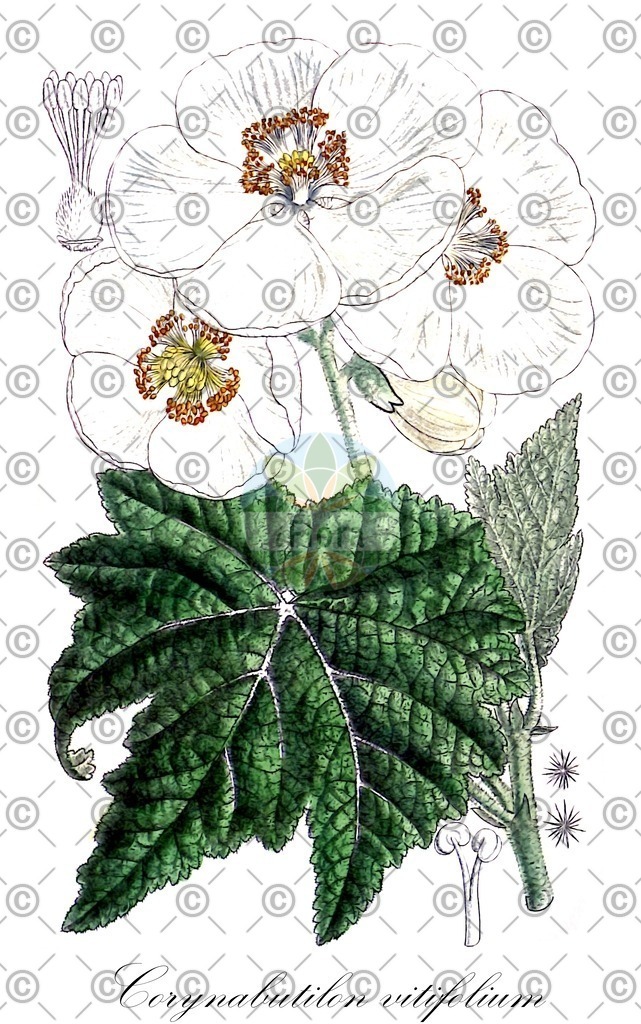 HistAbb_wfo-0000925778_1_ENZY_Simple | Historische Abbildung von Corynabutilon vitifolium - Malvaceae | Historical Illustration of Corynabutilon vitifolium - Malvaceae