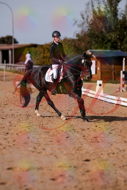 2026_10_03_Siefer-Hof_115801_Z81_99642106 | Professionelle Reitsport-, Turnier- und Eventfotografie von Robert Broda. Galerien mit ausgewählten und bearbeiteten Bildern direkt online ansehen und bestellen.