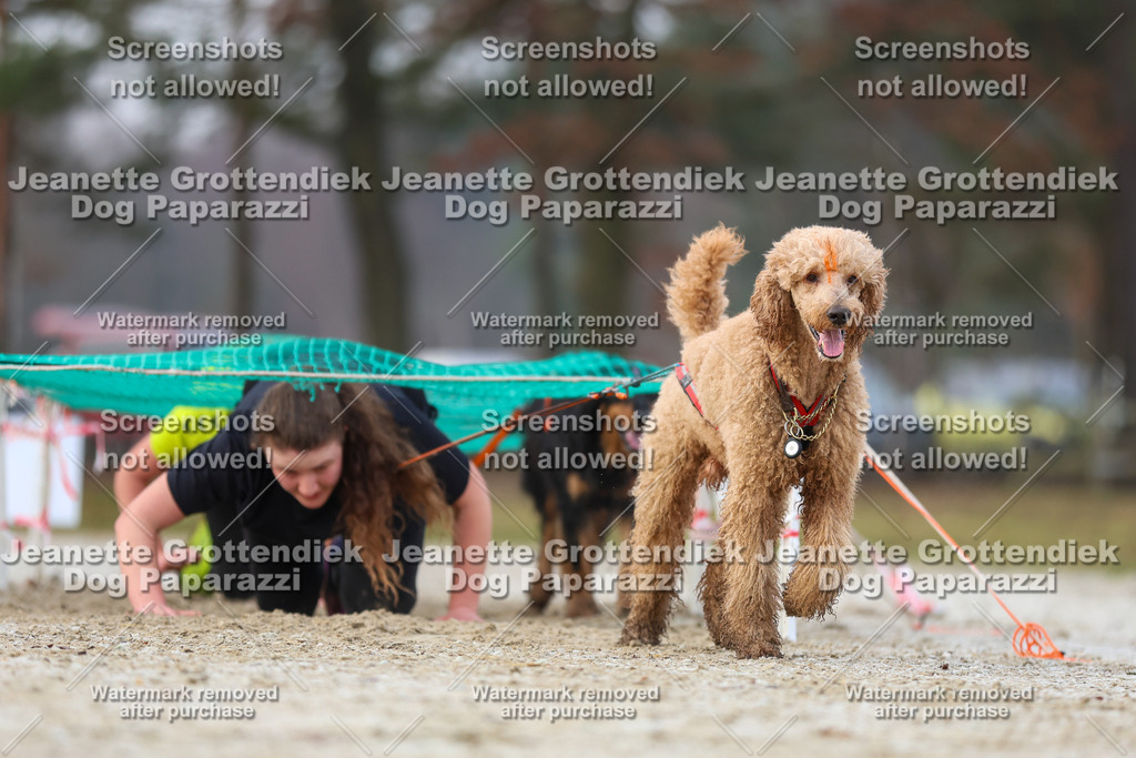 Dog Paparazzi - Strongdog North Mrz26-3729 | Dog Paparazzi Jeanette Grottendiek Fotografie & Videografie - Realisiert mit Pictrs.com
