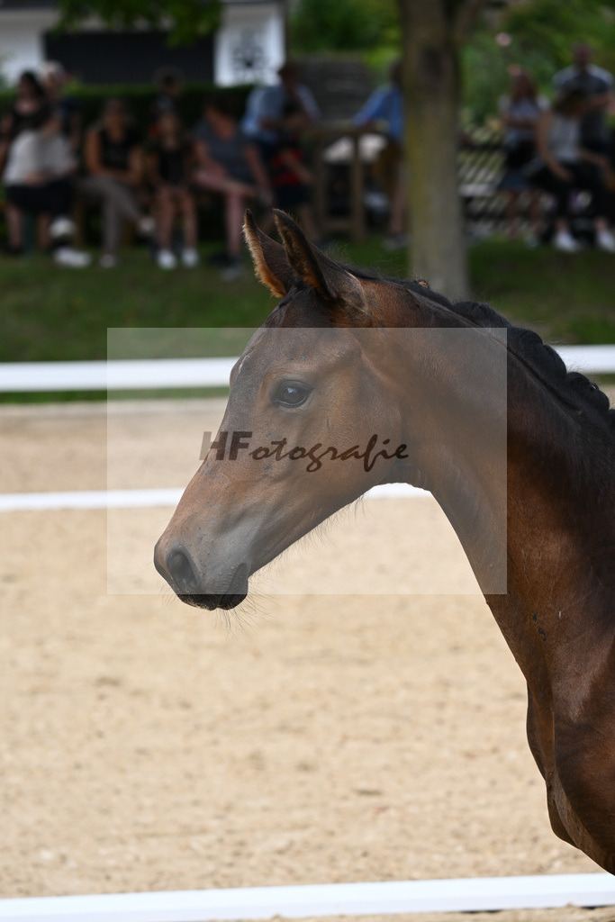 Kat-Nr. 64 HF F-DAvie x Don Martillo_Wiedmann_27230313 | hf-fotografie - Realisiert mit Pictrs.com
