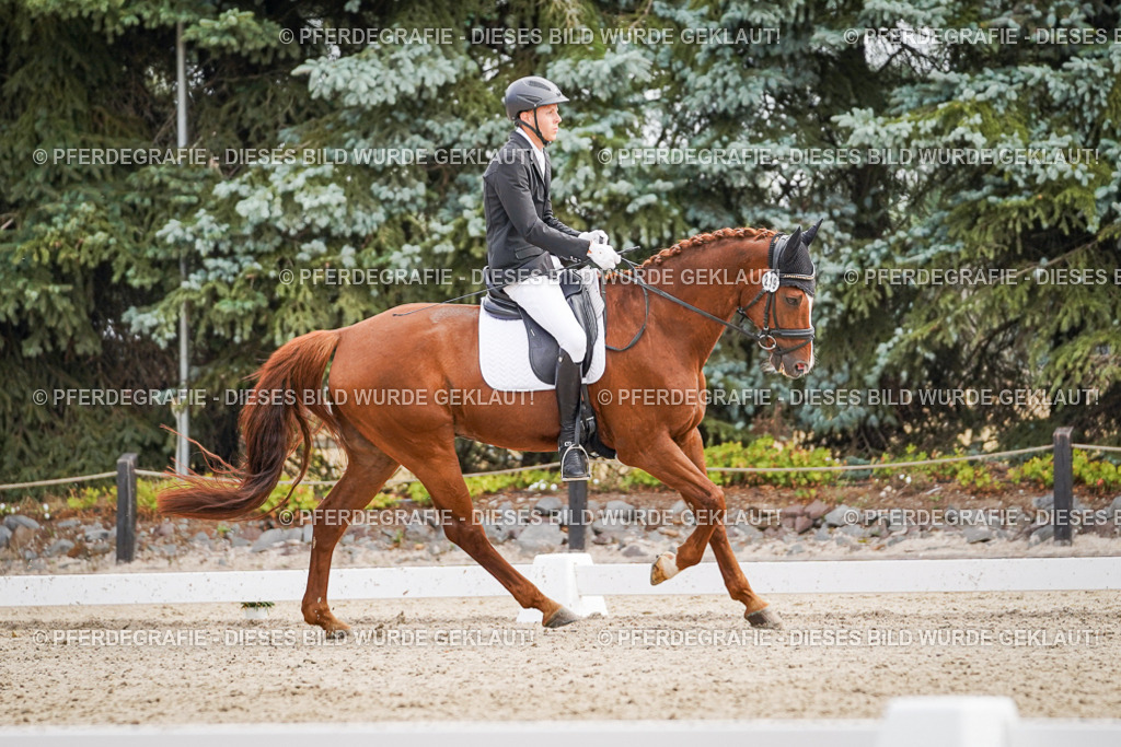 DSC01582 | Pferdegrafie