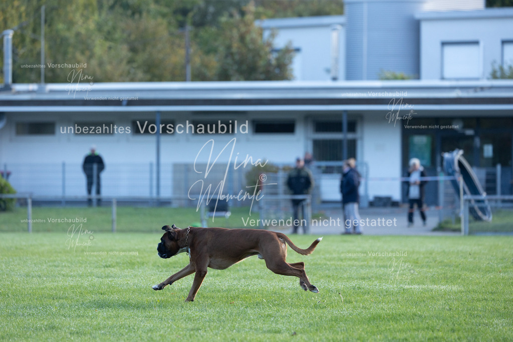 _16A6225 | Einzigartige Fotos von Hunden & Menschen –Actionfotos, Portraits, Vereinsaufnahmen & Paarshootings – authentisch, lebendig & mit Herz.