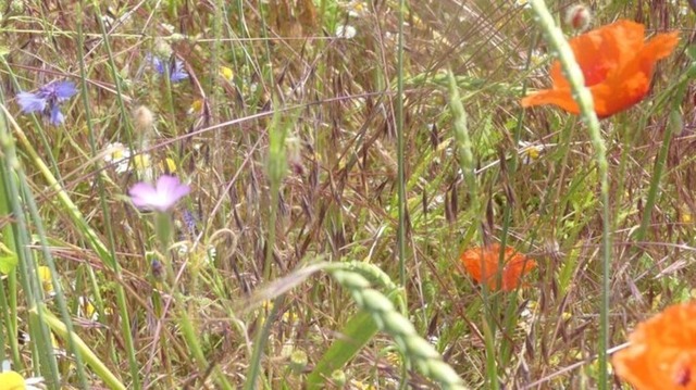 ackerwildkraeuter | Verkauf von Fotos und  Videoclips zumThema Natur.Motive sind Pflanzen, Tiere, Landschaftenund Wetter - Realisiert mit Pictrs.com