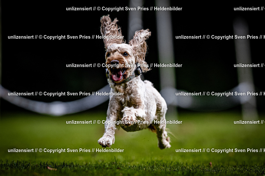 Sven Pries | 2025-10-03 - Hunderennen Obergrombach - Realisiert mit Pictrs.com