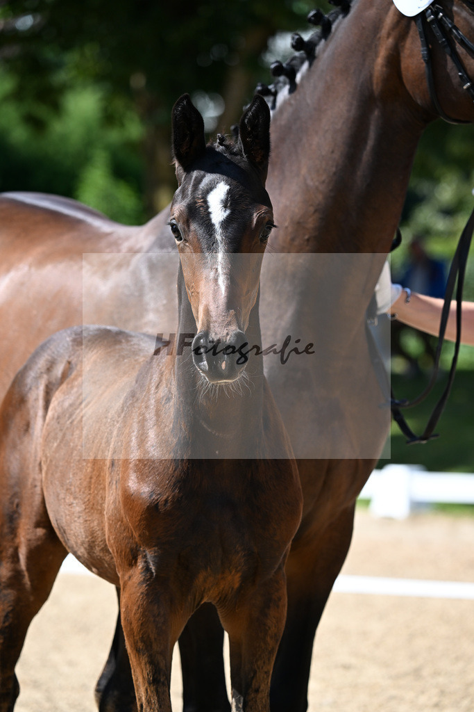 Kat-Nr. 7 Bowmore x Don Diamond_HF_Mayer_29250284 | hf-fotografie - Realizzato con Pictrs.com