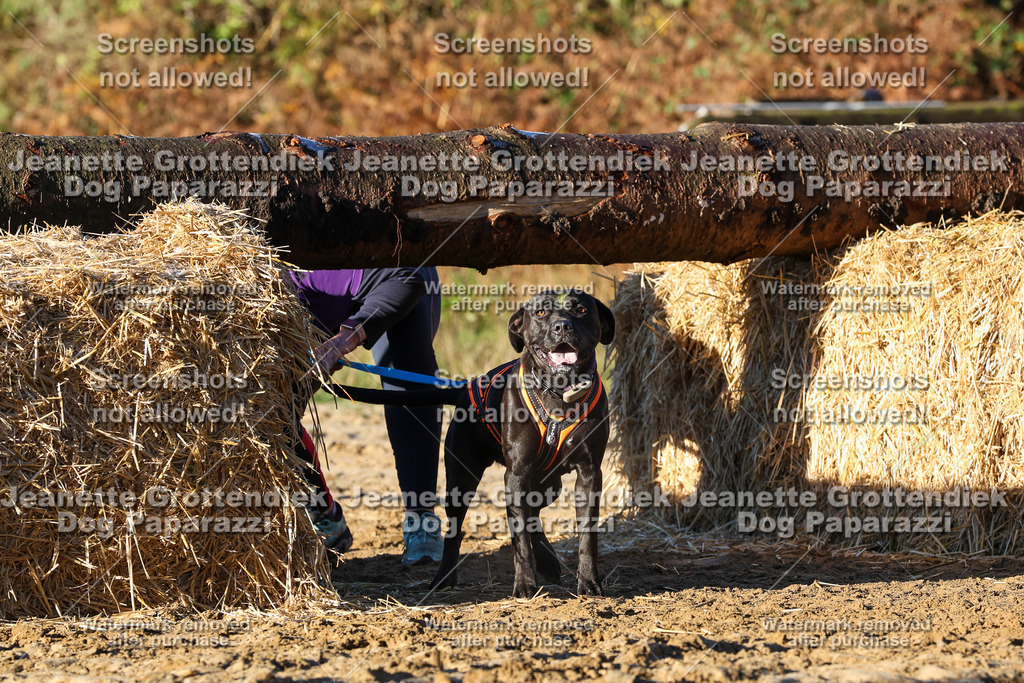 Dog Paparazzi - Strongdog 10-25-1064 | Dog Paparazzi Jeanette Grottendiek Fotografie & Videografie - Realisiert mit Pictrs.com