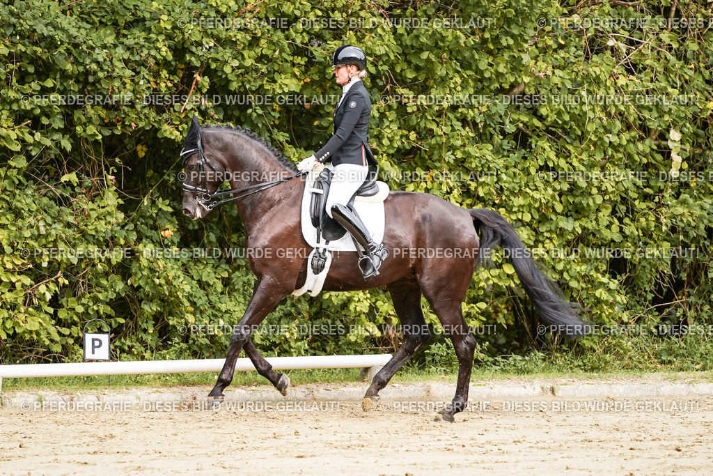 DSC02364 | Pferdegrafie