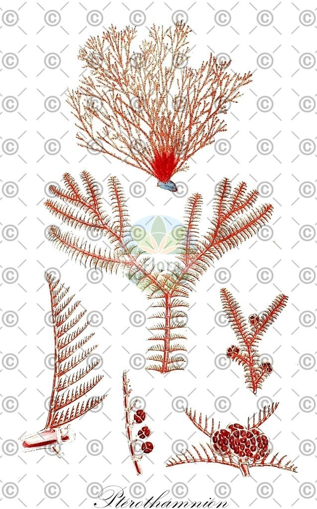 HistAbb_74W6_3_ENZY_Simple | Historische Abbildung von Pterothamnion - Ceramiaceae (0) | Historical Illustration of Pterothamnion - Ceramiaceae (0)