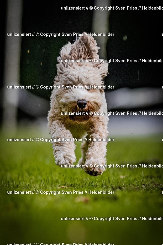 Sven Pries | 2025-10-03 - Hunderennen Obergrombach - Realisiert mit Pictrs.com