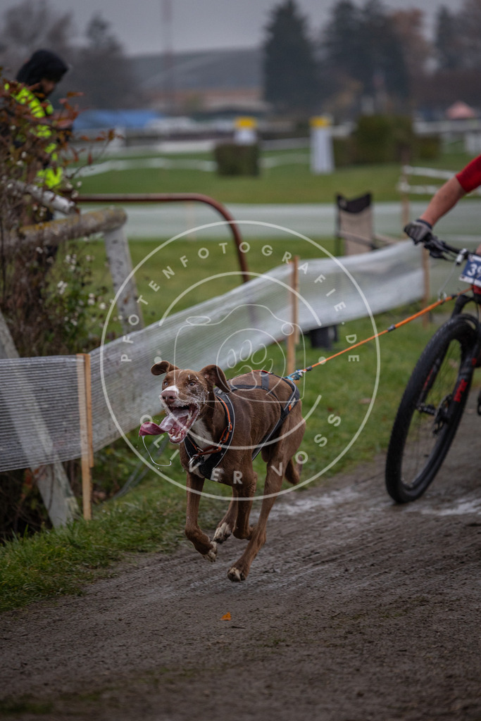 CaniXpix_0L8A1516 | Hundefotografie, Tierfotograf, Pfotenfotografie, Fotoshooting Hund, Hunde Portrait, Hundesport, Hundeportraits, Heideshooting, Hunde, Sportfotograf, Hundefotograf, Turnierhundsport, THS,  - Realisiert mit Pictrs.com