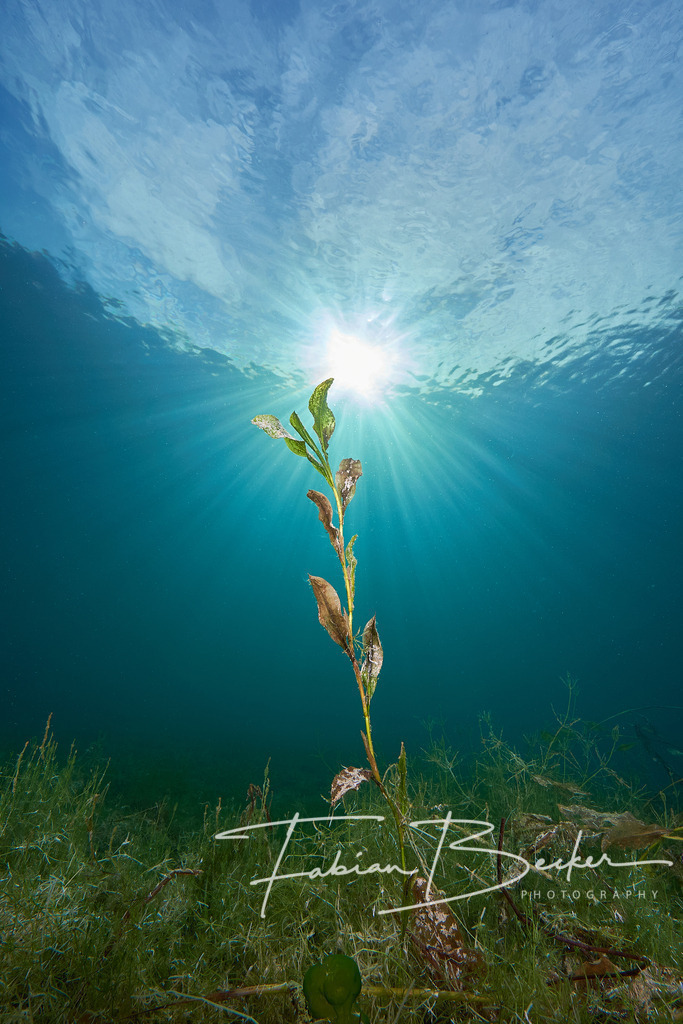 Frühlingsgefühle | Einzigartige Wandbilder von faszinierenden Unterwasserwelten. Exklusive Kunst für Empfangsbereiche, Wohnraum oder Wartezimmer. - Realisiert mit Pictrs.com