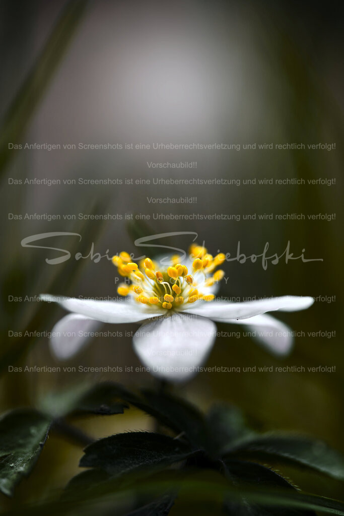 Wandbild Buschwindröschen | People- und Tierfotografie, Imageaufnahmen, Veranstaltungsfotografie und Wandbilder aus der Natur ★ Made in Germany ✔️ Druck + Downloads ✔️ Naturfotografie in Top Qualität ★ schneller Versand, weltweite Lieferung! - Realisiert mit Pictrs.com