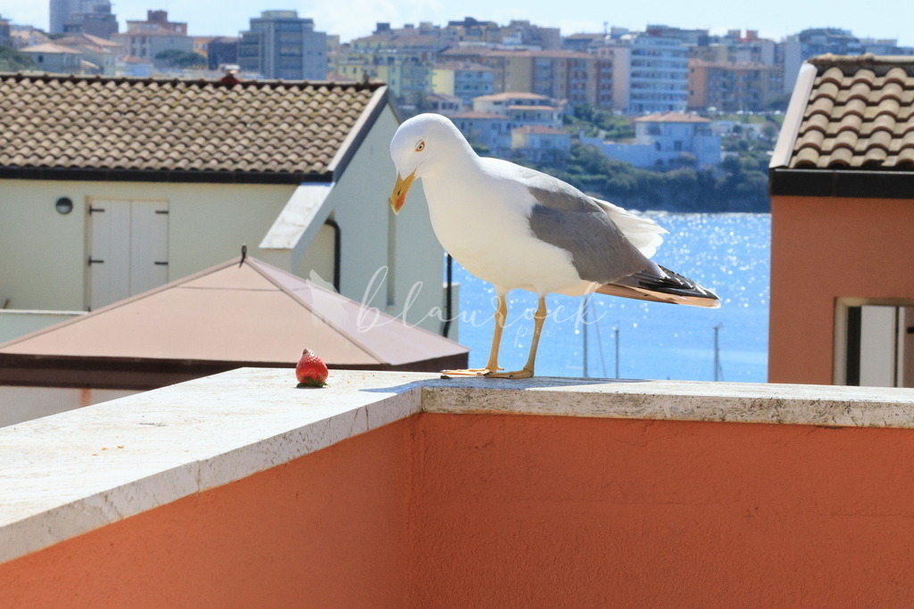 2J4A8181 | Sportbilder, Sportfotograf, Hochzeits- und Eventfotografin, Flugshows, Portraits und Tiershooting, Aviation, Downhill, Nationalleague, Swissleague, International