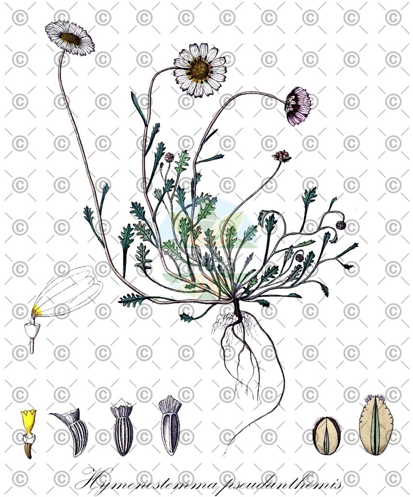HistAbb_wfo-0001184546_1_ENZY_Simple | Historische Abbildung von Hymenostemma pseudanthemis - Asteraceae | Historical Illustration of Hymenostemma pseudanthemis - Asteraceae
