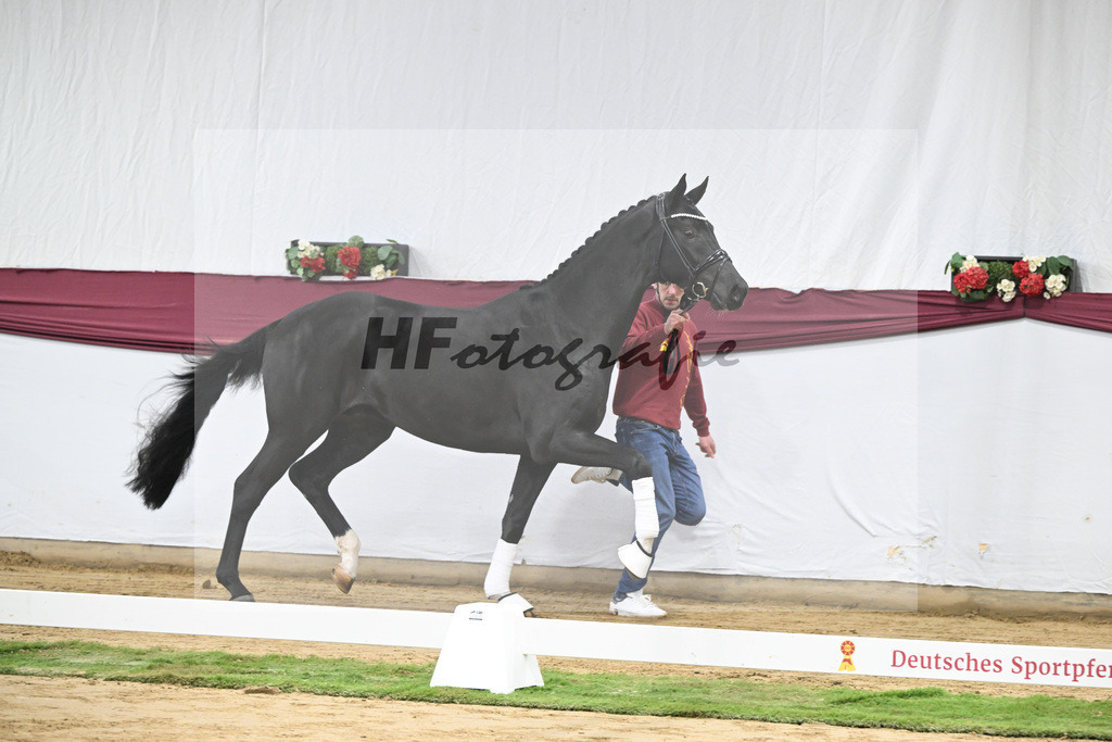 Kat-Nr. 58 Feliciano x San Amour I_Ida Vavrikova_47252164 | hf-fotografie - Realizzato con Pictrs.com