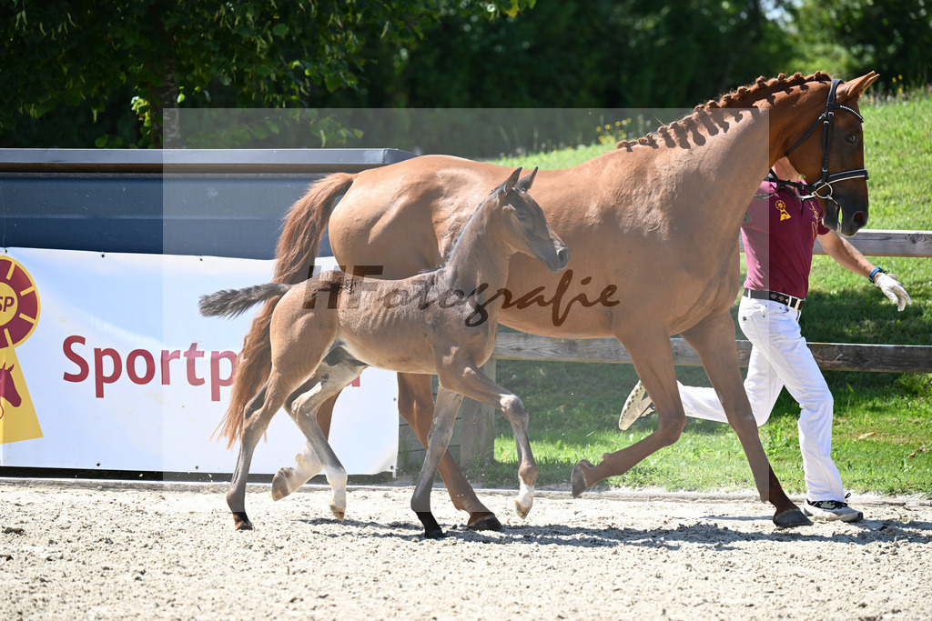 Bordeaux x Vitalis_HF_Lechl_29240614 | hf-fotografie - Realizzato con Pictrs.com