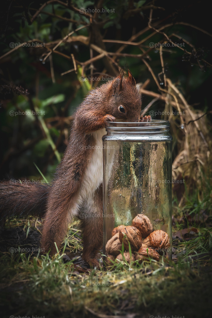 Auf der Suche | Ein Eichhörnchen auf Nahrungssuche. - Realisiert mit Pictrs.com