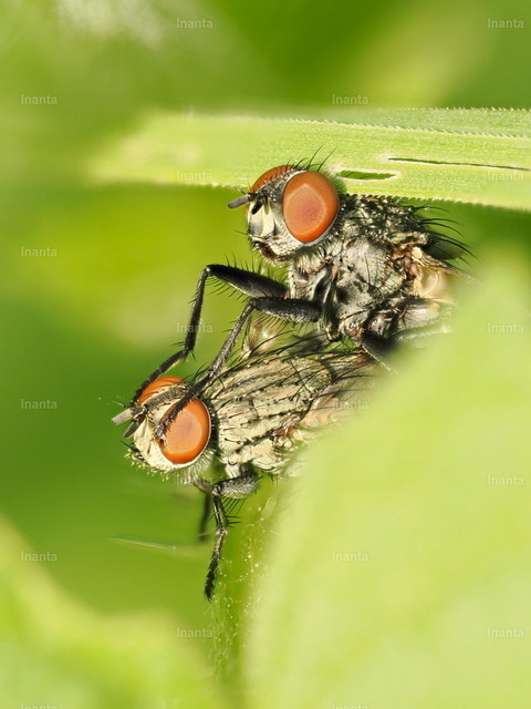 Graue Fleischfliege (Sarcophaga carnaria) | Die Graue Fleischfliege (Sarcophaga carnaria), auch Aasfliege genannt, ist eine 10–18 mm große, grau-schwarz gemusterte Fliege aus der Familie der Fleischfliegen. Sie wird häufig an Aas, Kot oder in Gärten beobachtet. –  – The Common Flesh Fly (Sarcophaga carnaria), also known as the Grey Flesh Fly, is a 10–18 mm grayish-black patterned fly from the flesh fly family. It is commonly found near carrion, dung or in gardens. - Realisiert mit Pictrs.com