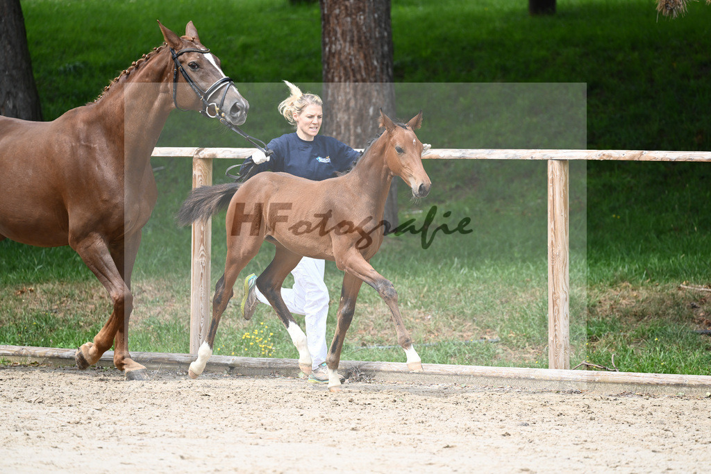 Kat-Nr. 17 HF Franklin_Hindrichs_25230550 | hf-fotografie - Realisiert mit Pictrs.com