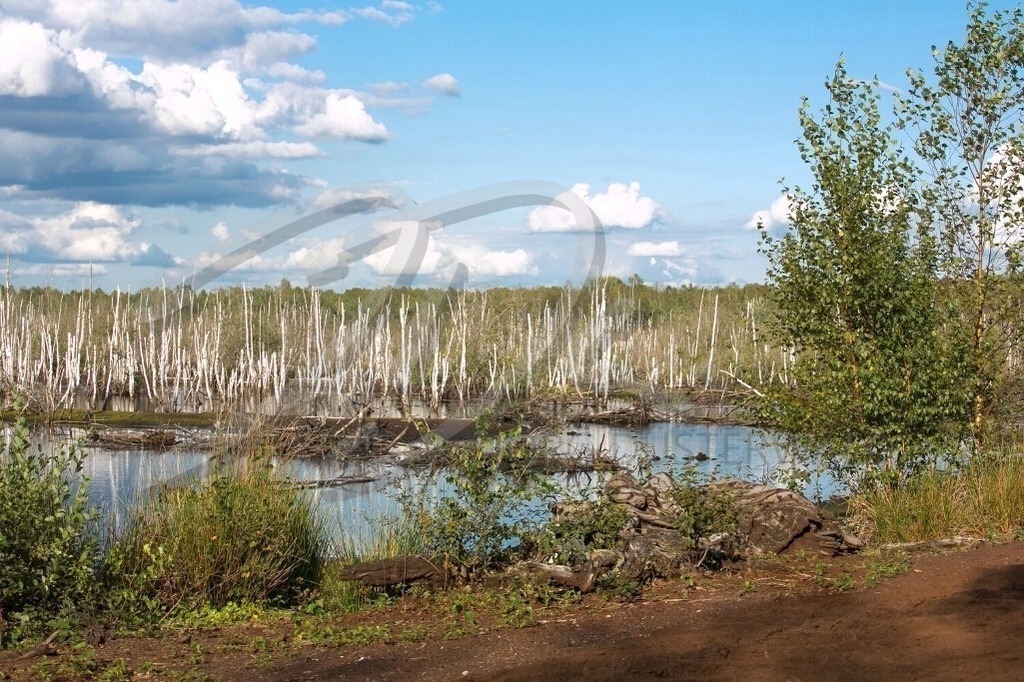 NatureArt-TORFBIRKEN_6975 | Birken im Moor | #003 | Modell: Anna-Lena | Foto: Peter Bunn - Realisiert mit Pictrs.com