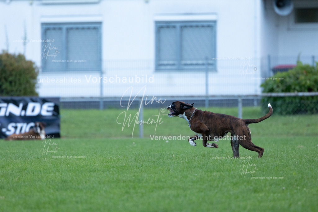 _16A4531 | Einzigartige Fotos von Hunden & Menschen –Actionfotos, Portraits, Vereinsaufnahmen & Paarshootings – authentisch, lebendig & mit Herz.