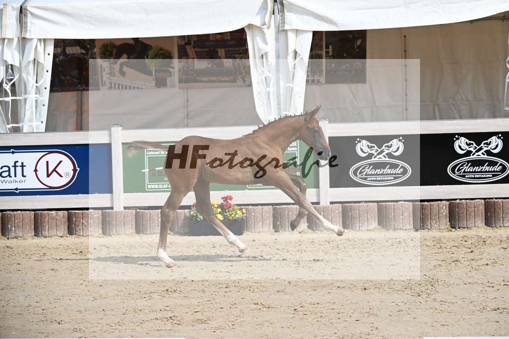 Zirocco Blue x Kannan_HF_Maier_12250179 | hf-fotografie - Realisiert mit Pictrs.com