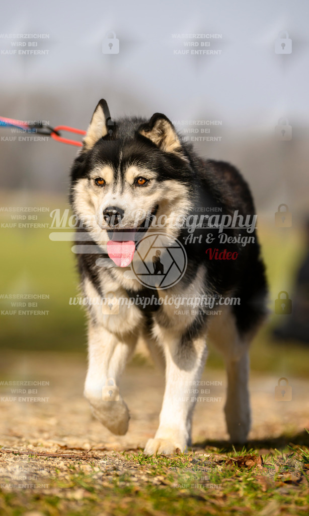 MompixPhotography_6ReiatRennen2026_SA_HappyDog-128 | PayLife