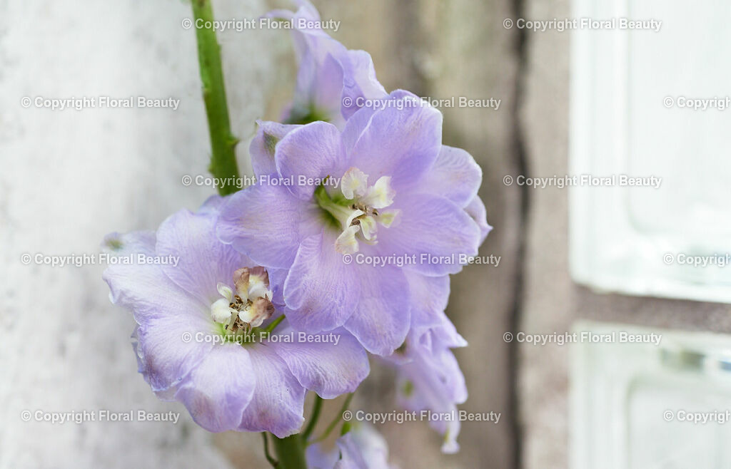 Pinker Strauß am Fenster | pinke und violette Blumen auf shabby Fensterbank - Realisiert mit Pictrs.com