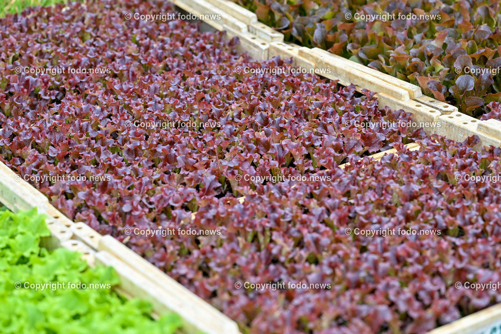 Biohof Berner_ Pupping_ 28.02.2023-15 | 28.02.2023, Pupping, AUT, Biohof Berner, im Bild Lollorosso (Salat)